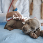 what is parvo virus cpv-2 puppy health how to spot parvo what is parvo loves dogs