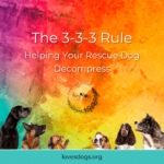 Loves Dogs nonprofit for rescue dogs 333 Rule for Rescue Dogs decompression period for rescue dogs