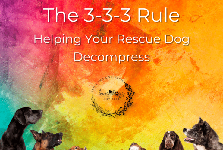 Loves Dogs nonprofit for rescue dogs 333 Rule for Rescue Dogs decompression period for rescue dogs