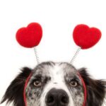 valentine's day dangers for dogs poisonous to dogs keep away from dogs