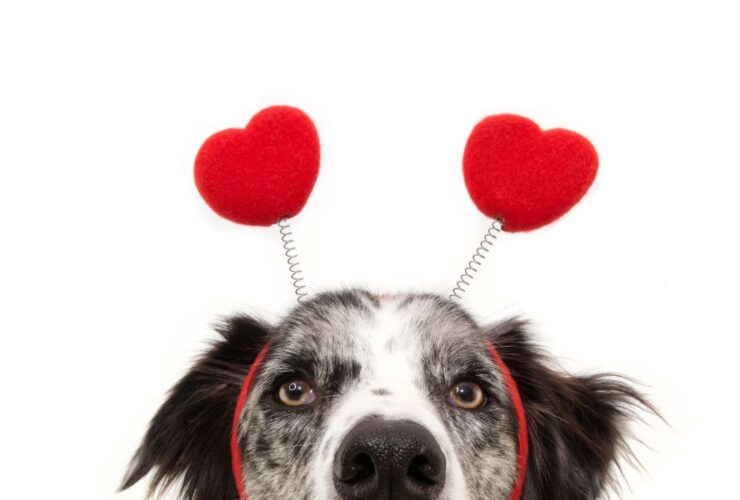 valentine's day dangers for dogs poisonous to dogs keep away from dogs