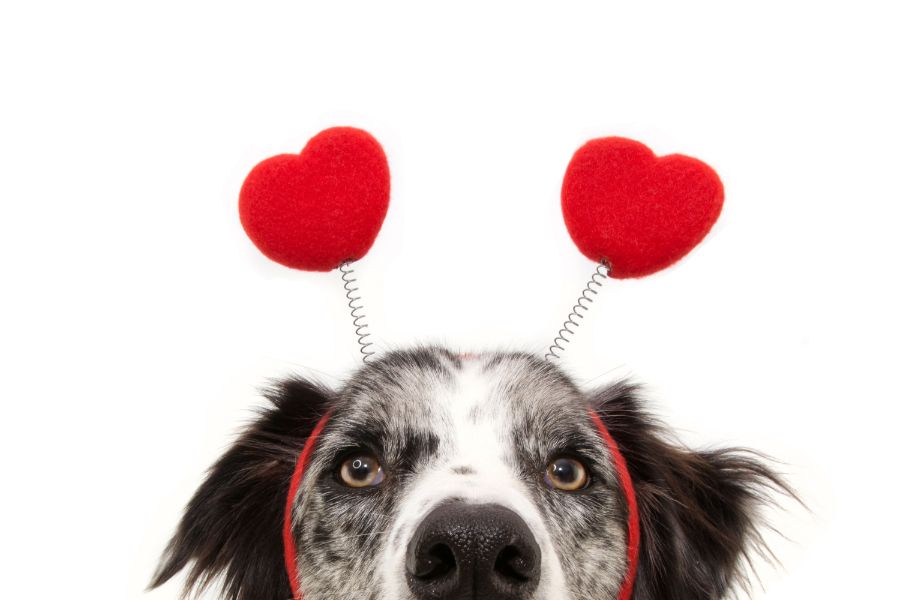 valentine's day dangers for dogs poisonous to dogs keep away from dogs