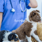 Affordable Dog Vaccinations A Guide to Low-Cost Options for Your Furry Family Member - Loves Dogs Nonprofit Dog Rescue