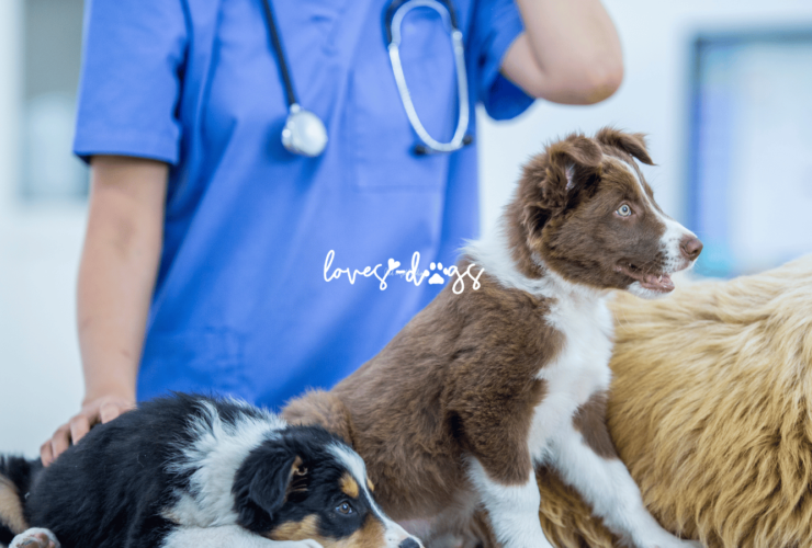 Affordable Dog Vaccinations A Guide to Low-Cost Options for Your Furry Family Member - Loves Dogs Nonprofit Dog Rescue