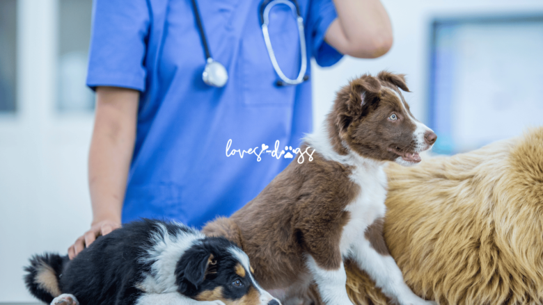 Affordable Dog Vaccinations A Guide to Low-Cost Options for Your Furry Family Member - Loves Dogs Nonprofit Dog Rescue