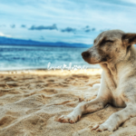 Caring for Your Dog's Mental Health: Recognizing and Addressing Anxiety dog anxiety nervous dog how to help nervous dog loves dogs nonprofit dog rescue