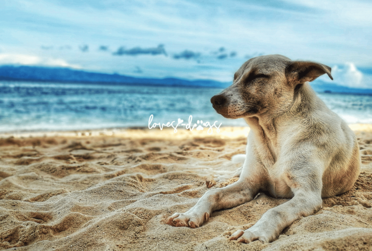 Caring for Your Dog's Mental Health: Recognizing and Addressing Anxiety dog anxiety nervous dog how to help nervous dog loves dogs nonprofit dog rescue