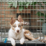 crate training, crate training tips, foster dog training, dog training, puppy training, Loves Dogs Nonprofit Dog Rescue