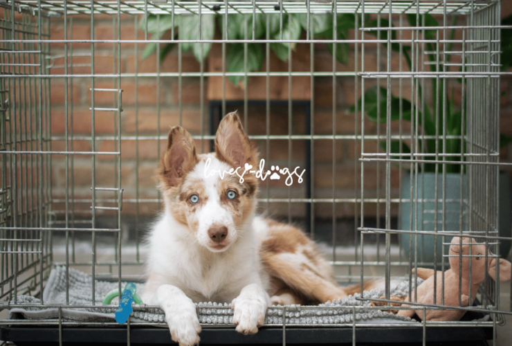 crate training, crate training tips, foster dog training, dog training, puppy training, Loves Dogs Nonprofit Dog Rescue