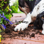 A Guide to Indoor and Outdoor Plants Poisonous to Dogs dog-friendly garden toxic plants for dogs poisonous plants to dogs loves dogs rescue