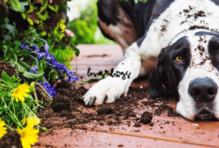 A Guide to Indoor and Outdoor Plants Poisonous to Dogs dog-friendly garden toxic plants for dogs poisonous plants to dogs loves dogs rescue