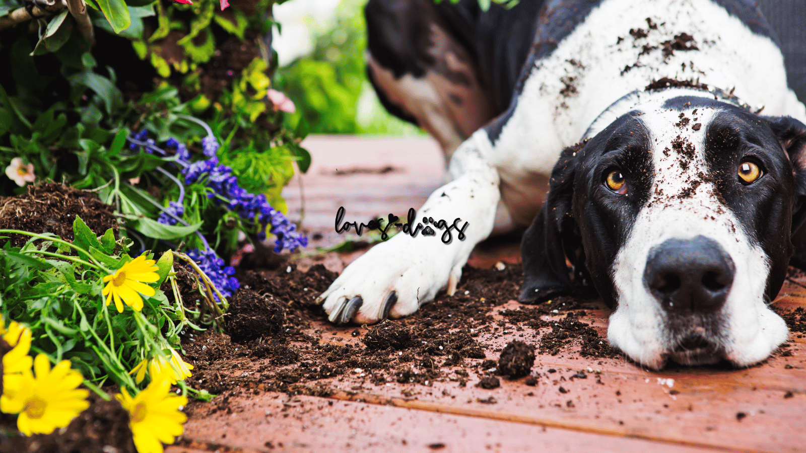 A Guide to Indoor and Outdoor Plants Poisonous to Dogs dog-friendly garden toxic plants for dogs poisonous plants to dogs loves dogs rescue