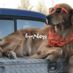 warm weather safety tips for dogs summer safety tips for dogs loves dogs nonprofit dog rescue