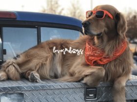 warm weather safety tips for dogs summer safety tips for dogs loves dogs nonprofit dog rescue