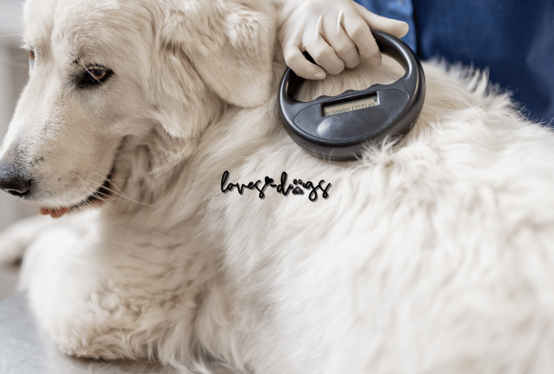 The Crucial Role of Keeping Your Dog's Microchip Contact Information Up-to-Date Loves Dogs Nonprofit Dog Rescue