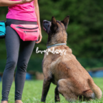 positive reinforcement training reward-based dog training dog behavior modification dog training at home