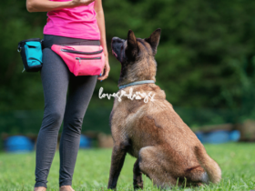 positive reinforcement training reward-based dog training dog behavior modification dog training at home