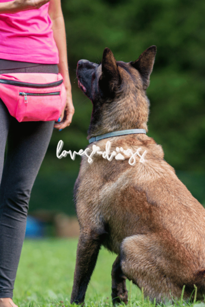 positive reinforcement training reward-based dog training dog behavior modification dog training at home