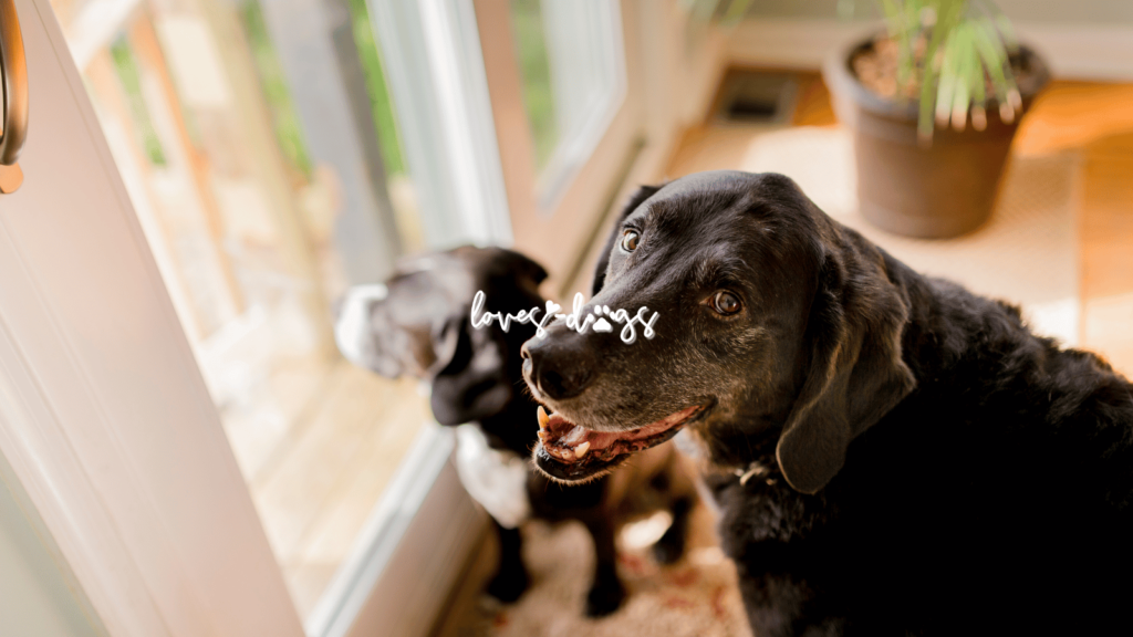 adopting a senior dog benefits of adopting a senior dog benefits of adopting an older dog dog hospice