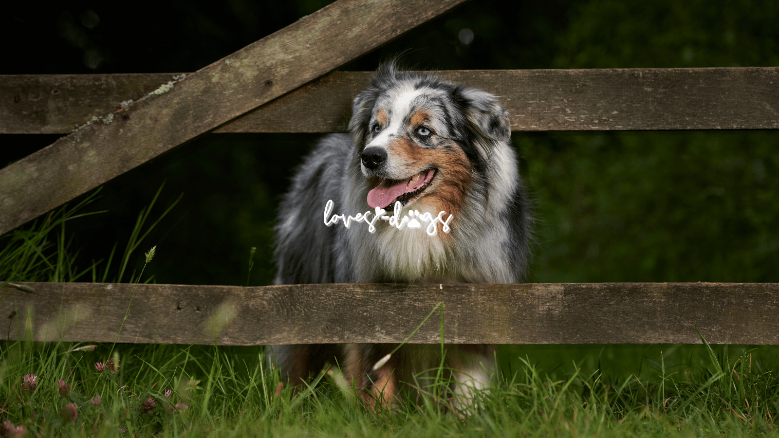 Energetic and Adventurous Dog Breeds: How to Harness Their Energy and Help Them Thrive energetic dog breeds adventurous dog breeds high energy dog breeds loves dogs dog rescue nonprofit