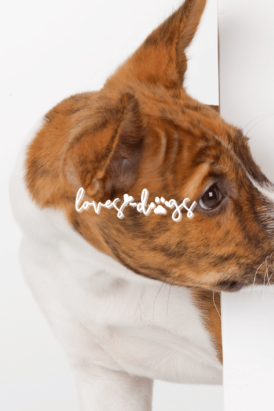 shy dog breeds reserved dog breeds helping shy dogs thrive shy dog socialization gentle dog breeds understanding shy dogs reserved dog personalities shy dog personalities