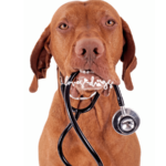 The Annual Vet Visit: A Vital Step in Your Dog's Health dog health check up annual vet visit pet vaccinations