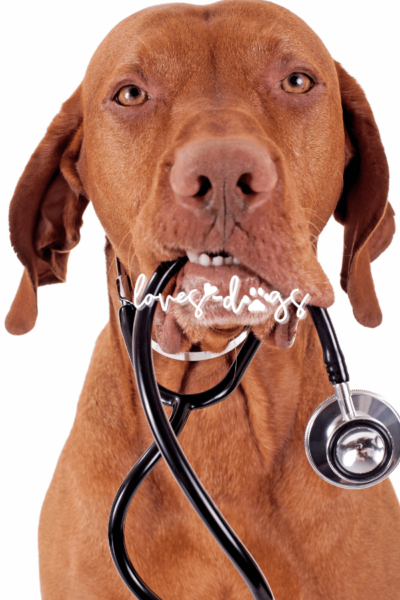The Annual Vet Visit: A Vital Step in Your Dog's Health dog health check up annual vet visit pet vaccinations