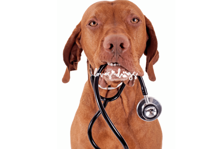 The Annual Vet Visit: A Vital Step in Your Dog's Health dog health check up annual vet visit pet vaccinations