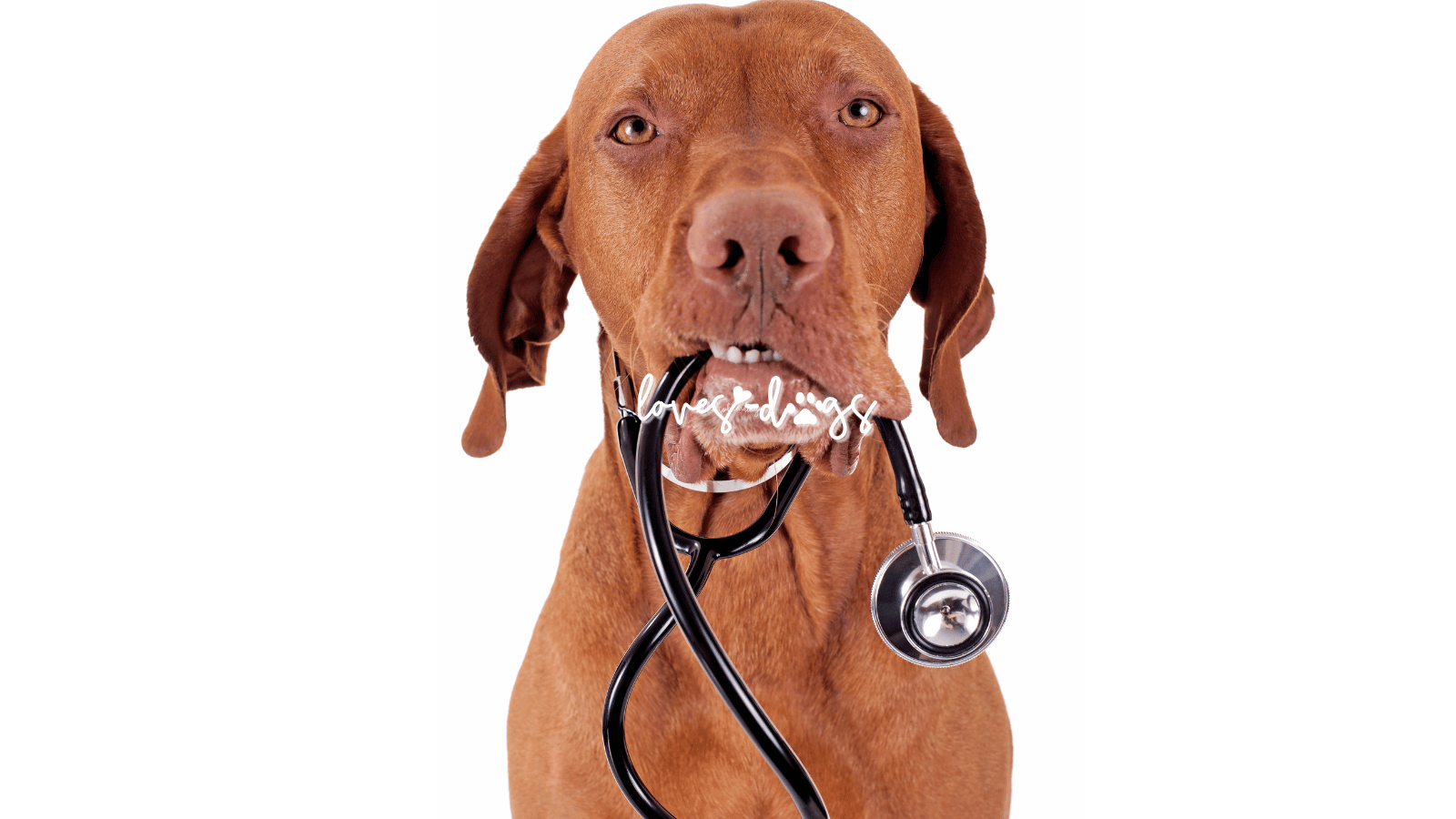 The Annual Vet Visit: A Vital Step in Your Dog's Health dog health check up annual vet visit pet vaccinations