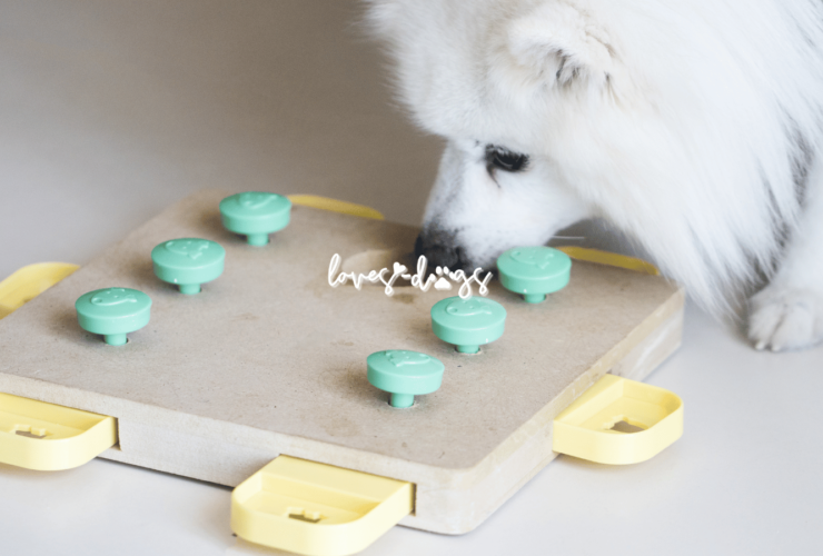 Unleash Fun and Intelligence: Puzzle Toys for Dogs