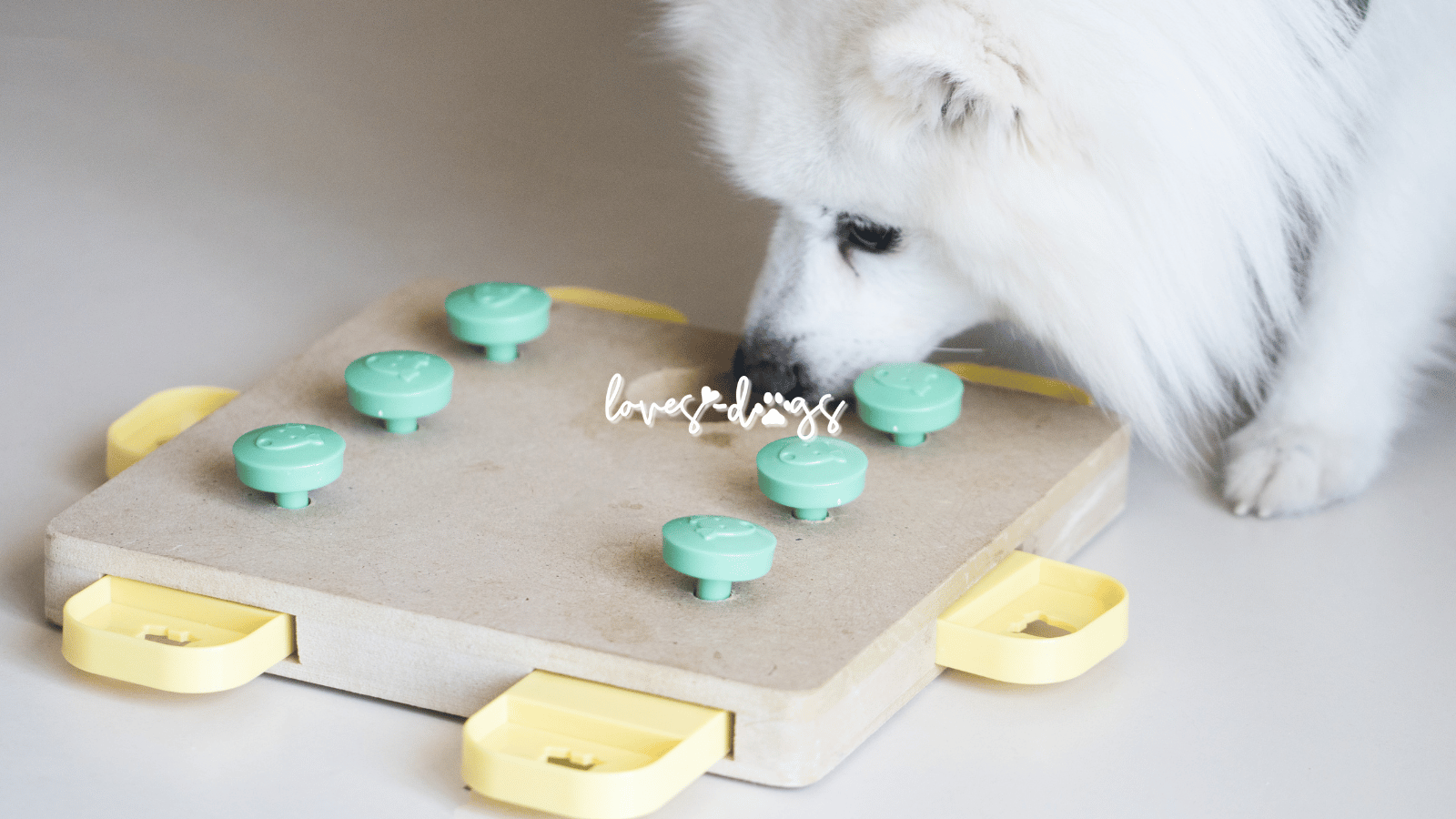 Unleash Fun and Intelligence: Puzzle Toys for Dogs