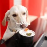 finding the best dog friendly restaurants dog friendly dining pet friendly restaurants that allow dogs love dogs nonprofit dog rescue