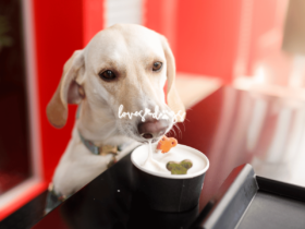 finding the best dog friendly restaurants dog friendly dining pet friendly restaurants that allow dogs love dogs nonprofit dog rescue