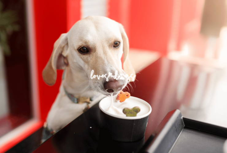 finding the best dog friendly restaurants dog friendly dining pet friendly restaurants that allow dogs love dogs nonprofit dog rescue