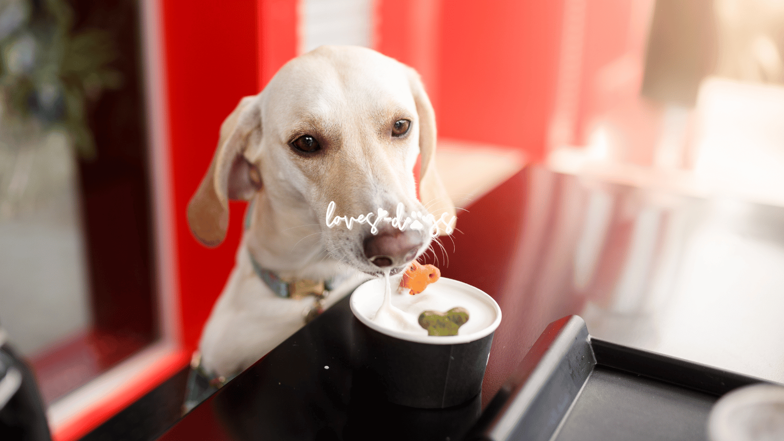 finding the best dog friendly restaurants dog friendly dining pet friendly restaurants that allow dogs love dogs nonprofit dog rescue