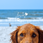 dog owner resources help for dog owners summer paws loves dogs dog rescue loves dogs nonprofit dog rescue