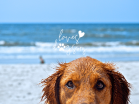 dog owner resources help for dog owners summer paws loves dogs dog rescue loves dogs nonprofit dog rescue