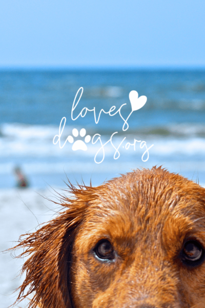 dog owner resources help for dog owners summer paws loves dogs dog rescue loves dogs nonprofit dog rescue