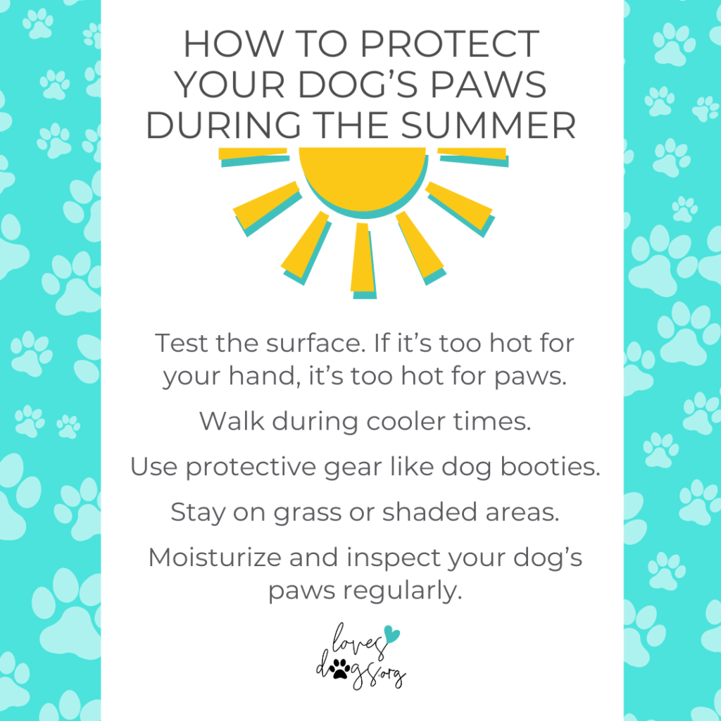 hot asphalt and dogs dog paws in summer prevent paw injuries loves dogs nonprofit dog rescue