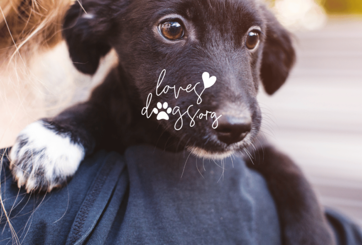 loves dogs dog rescue donate to dog rescue nonprofit