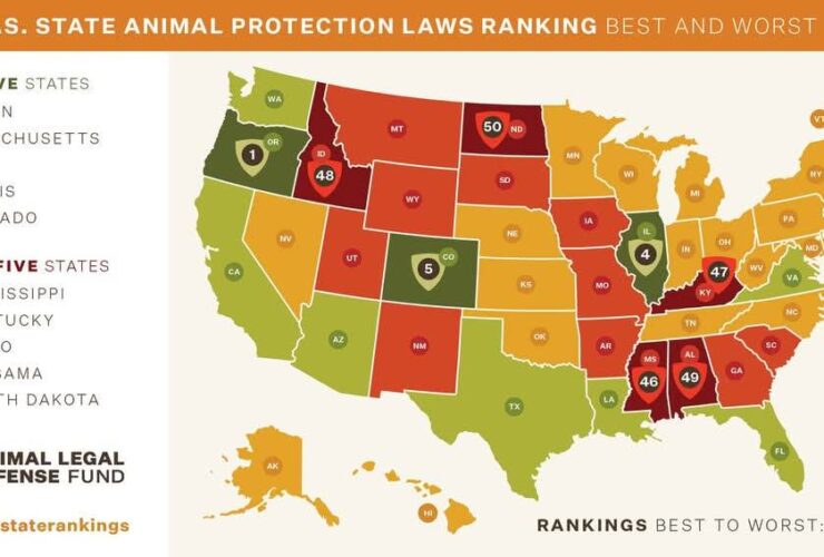 2024 animal protection laws state of animal protection in the united states loves dogs dog rescue