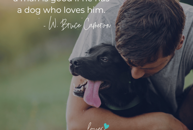 loves dogs loves dogs nonprofit dog rescue loves dogs rescue dog quotes