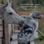 loves dogs dog rescue loves dogs nonprofit dog rescue dog quotes