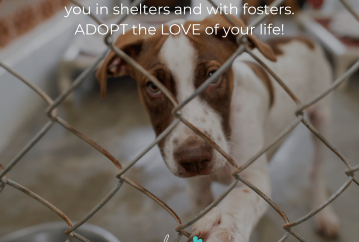 loves dogs loves dogs dog rescue loves dogs nonprofit dog rescue dog quotes