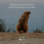 loves dogs loves dogs dog rescue loves dogs nonprofit dog rescue dog quotes