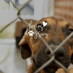 how donations save lives at a dog rescue loves dogs loves dogs dog rescue loves dogs nonprofit dog rescue