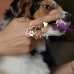 pet dental health dog dental health brushing dogs teeth loves dogs loves dogs dog rescue nonprofit