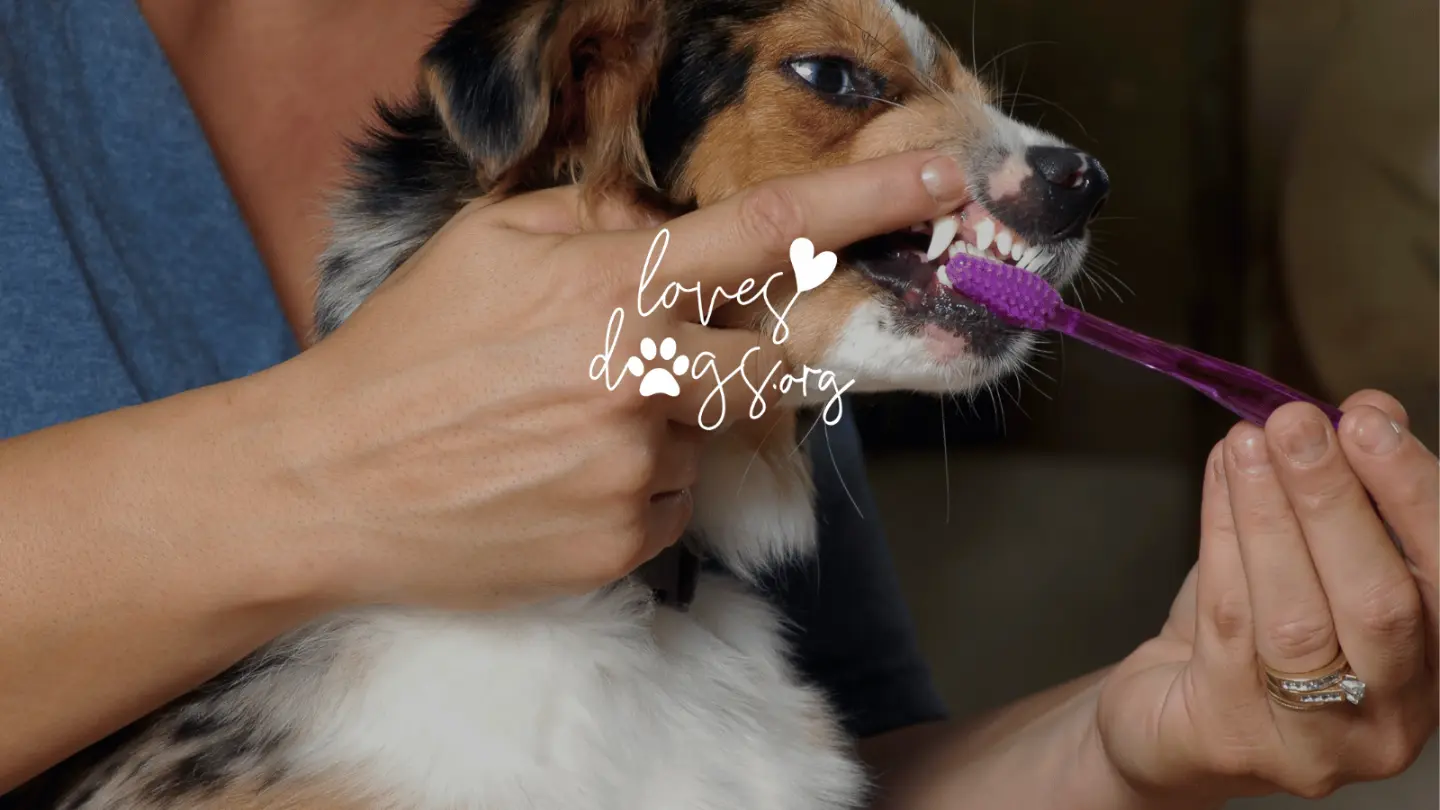 pet dental health dog dental health brushing dogs teeth loves dogs loves dogs dog rescue nonprofit