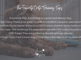 best crate training tips for dogs loves dogs dog rescue loves dogs nonprofit dog rescue