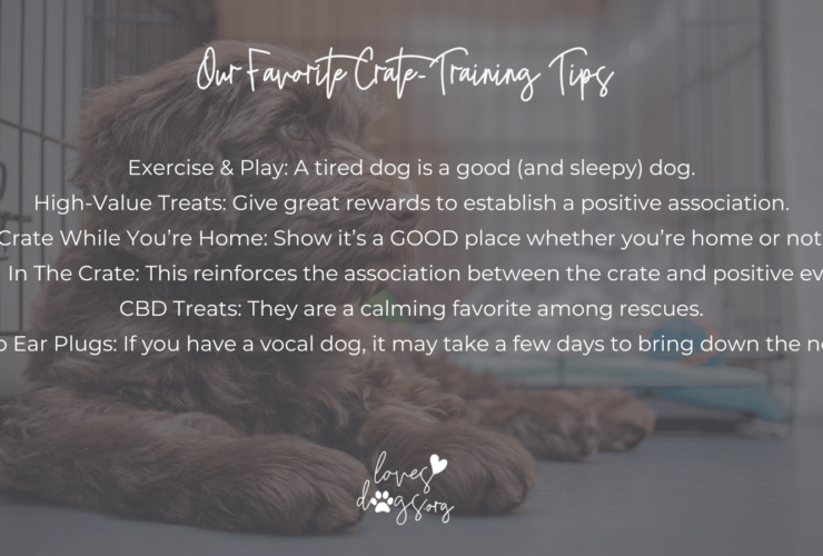 best crate training tips for dogs loves dogs dog rescue loves dogs nonprofit dog rescue